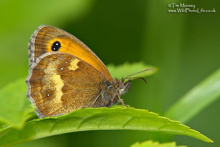 Gatekeeper 140707.jpg